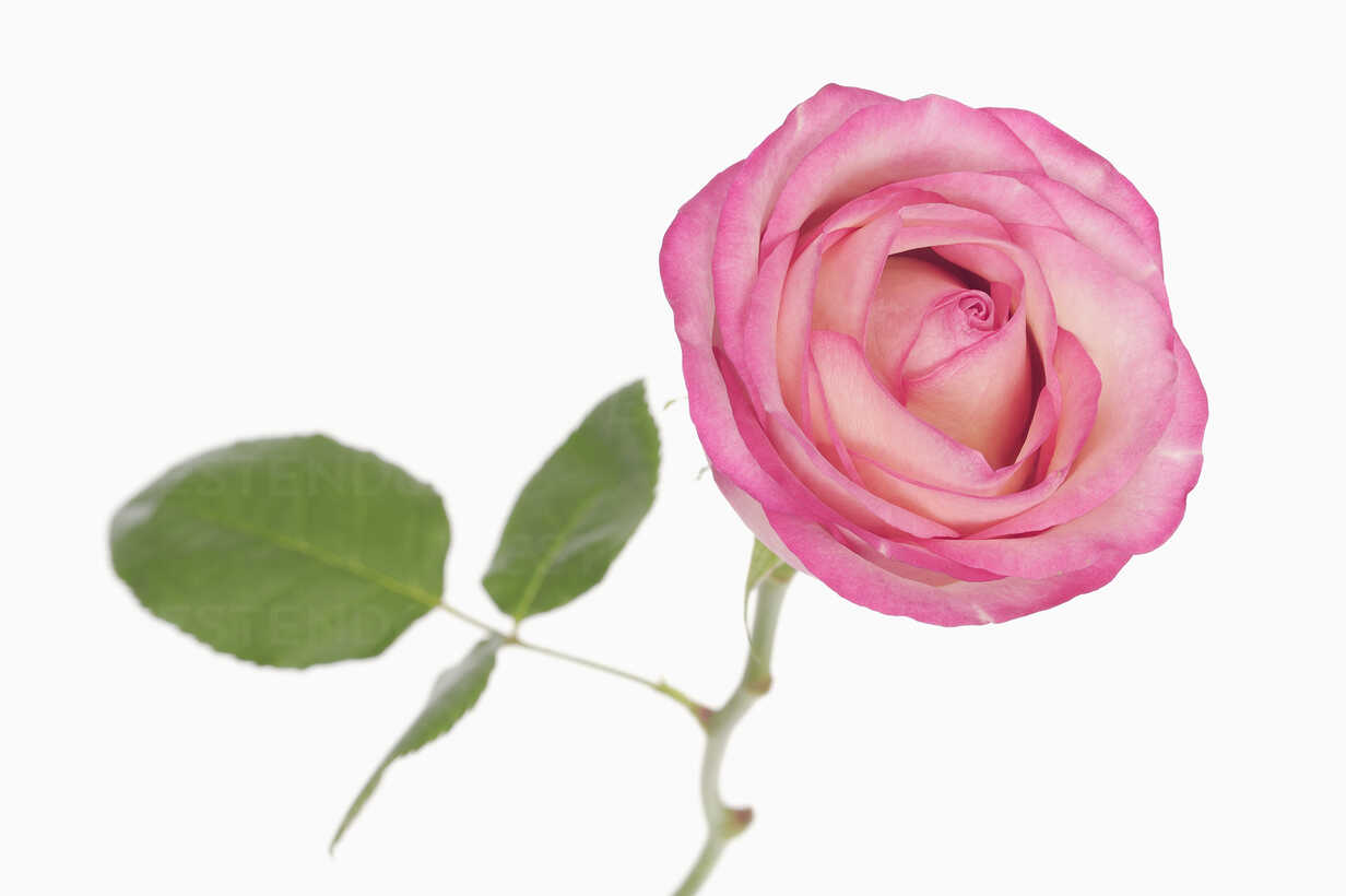 Rose Background Pink And White - art-jiggly