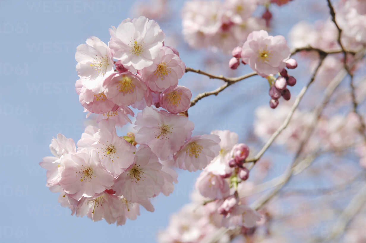 Germany Bavaria View Of Japanese Cherry Blossom Close Up Crf Claudia Rehm Westend61