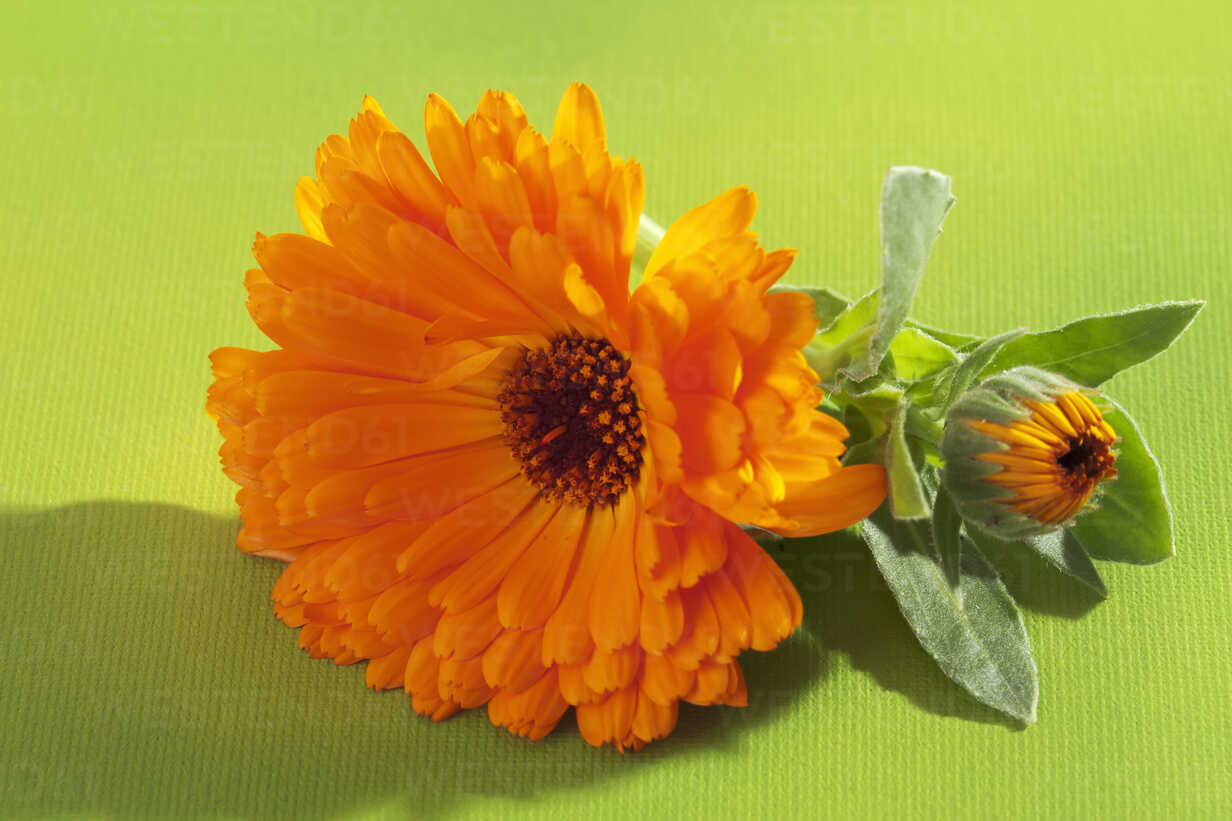 Calendula Flower On Green Background Close Up Stockphoto