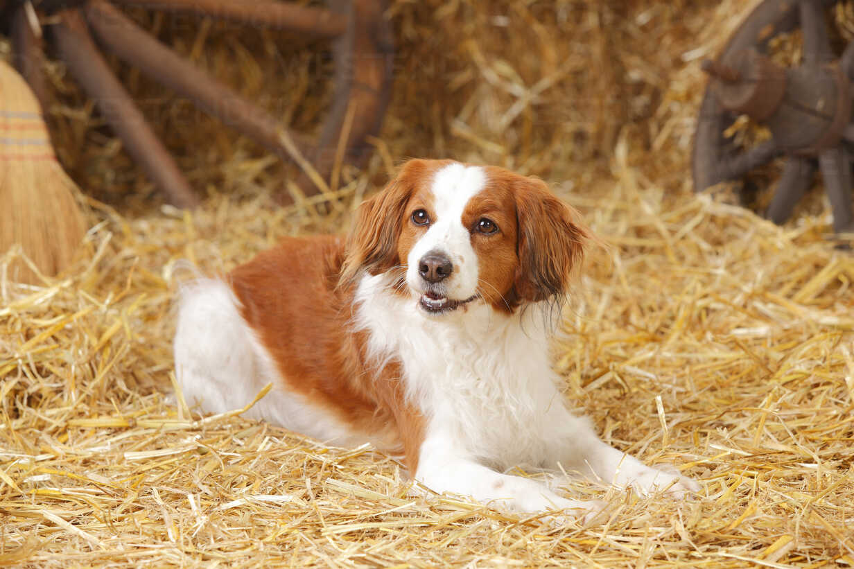 Nederlandse Kooikerhondje Lying At Hay Stockphoto