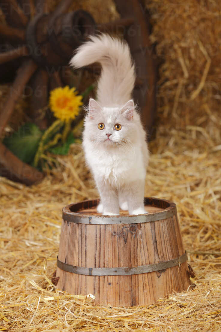 British Longhair Lilac White Kitten Standing On Tub Htf Peewee Westend61