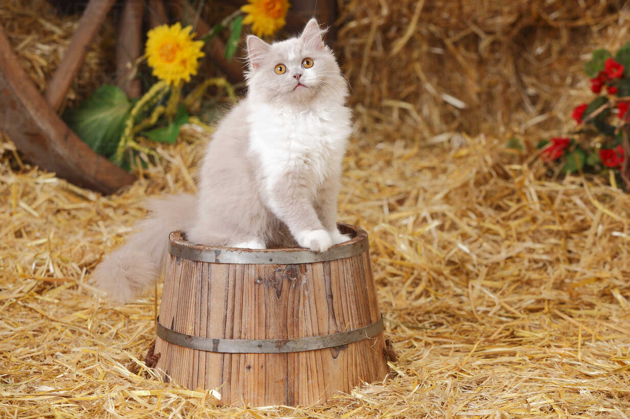 British Longhair Lilac White Kitten Sitting On Tub Htf Peewee Westend61