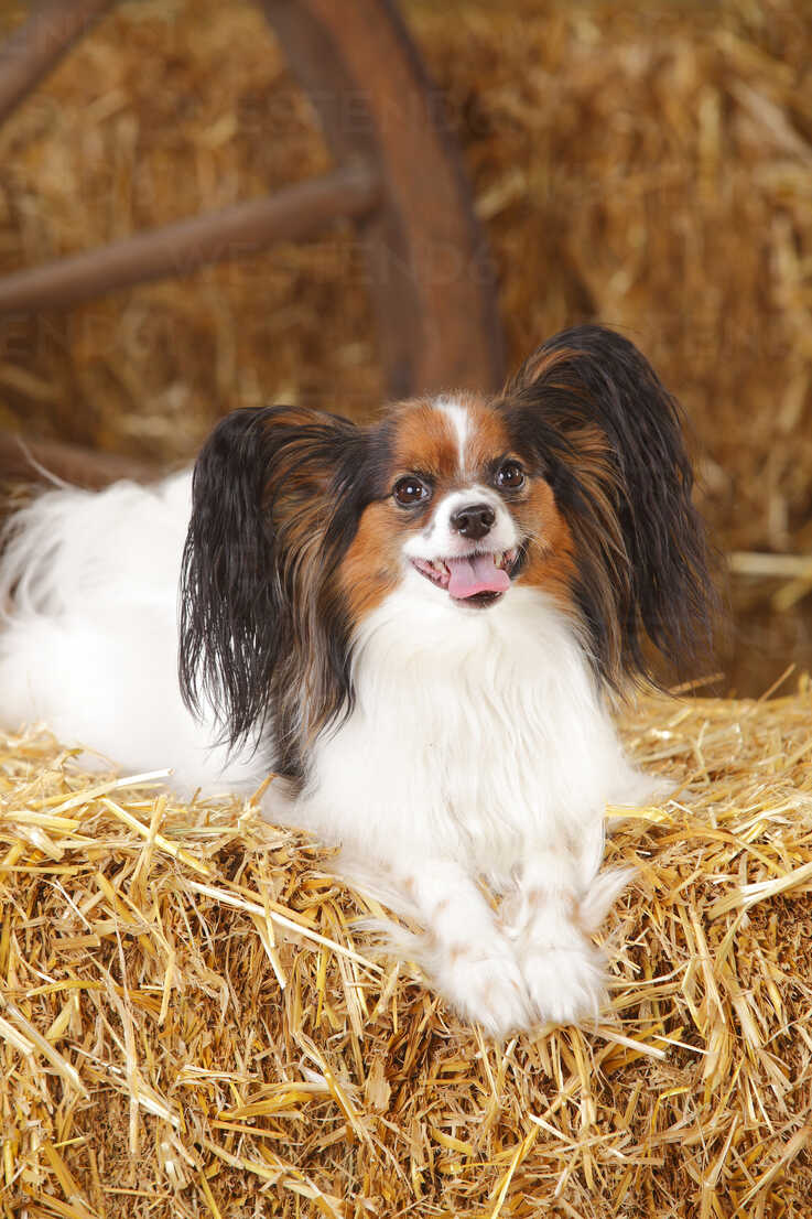 Papillon Lying On Bale Of Straw Htf000204 Peewee Westend61