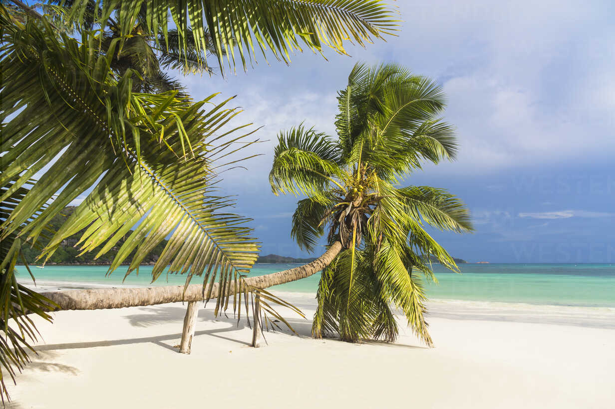 Seychelles Praslin Cote D Or Coco Palm Cocos Nucifera At Beach Of Anse Volbert Wef000024 Weemm