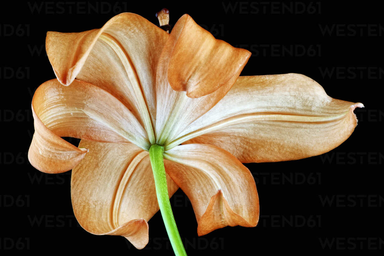 Orange Lily Lilium In Front Of Black Background Back View Mjof Mark Johnson Westend61