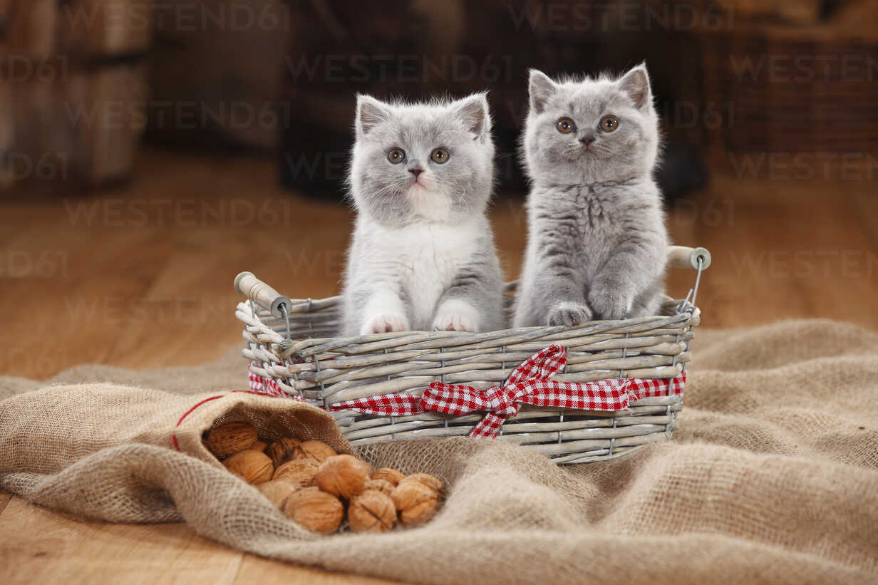 British Shorthair Cat Kittens In Basket Stockphoto