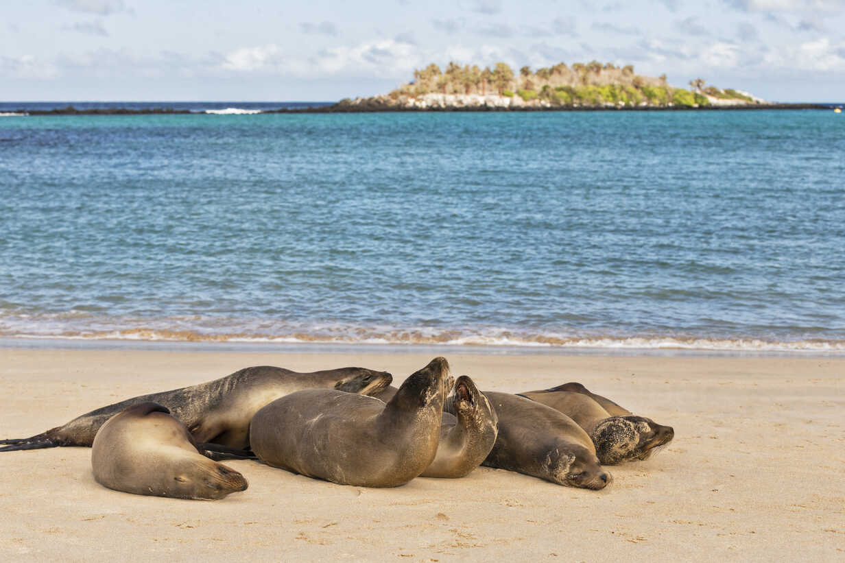 Ecuador Galapagos Inseln Santa Fe Sechs Seelowen Am Strand Vor Der Kuste Stockfoto