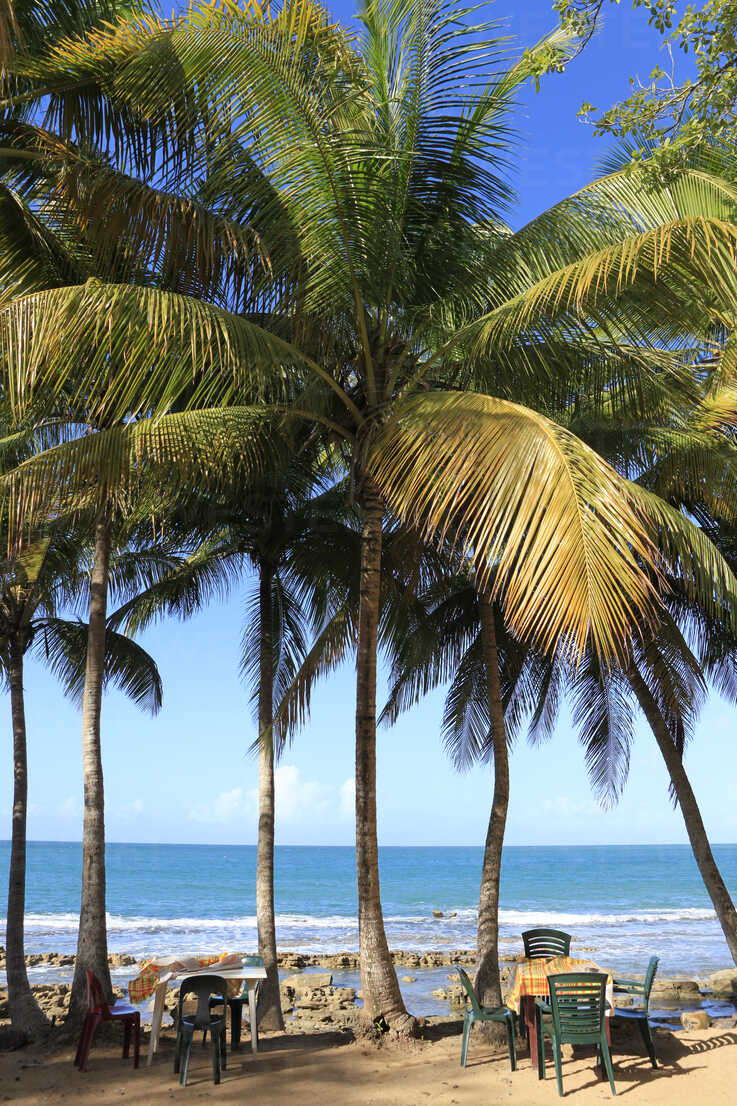 Caribbean Guadeloupe Basse Terre Coconut Palms At Beach Plage De Clugny Stockphoto