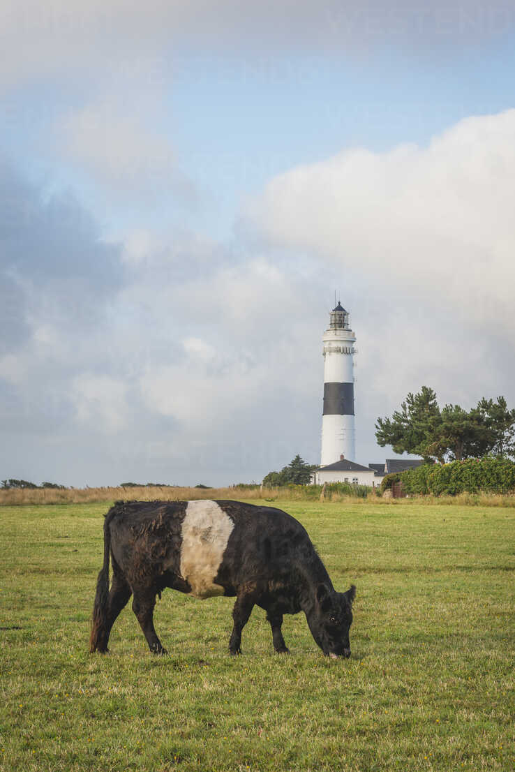 Germany Sylt Kampen View To Light House Rotes Kliff With Cow Grazing In The Foreground Kebf000245