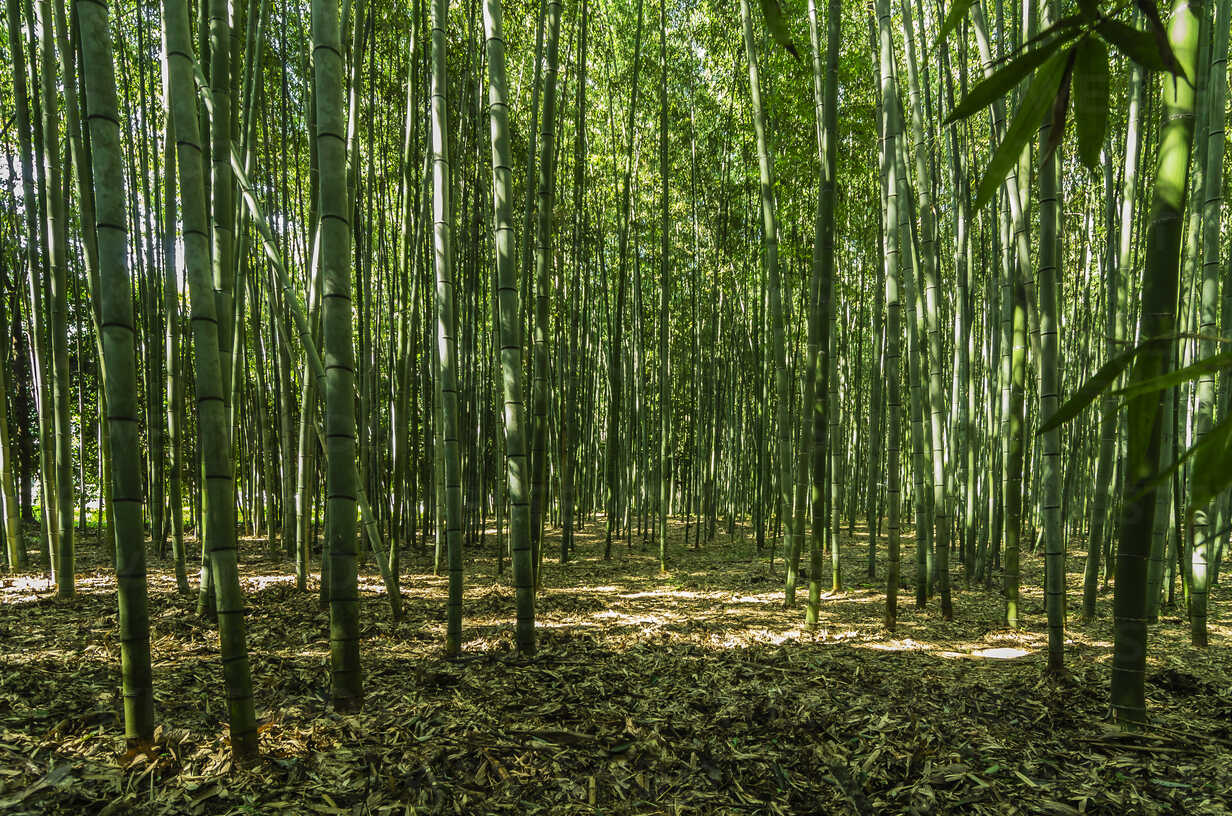 Japan Honshu Kyoto Arashiyama Bamboo Forest Thaf Thomas Haupt Westend61