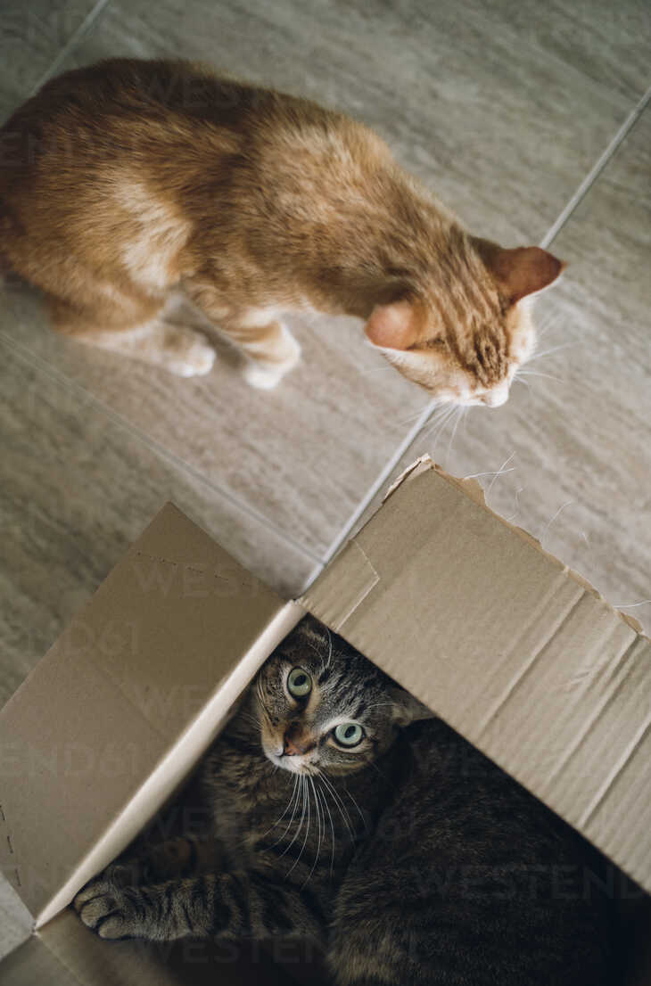 Two Cats Playing With Cardboard Box Stockphoto