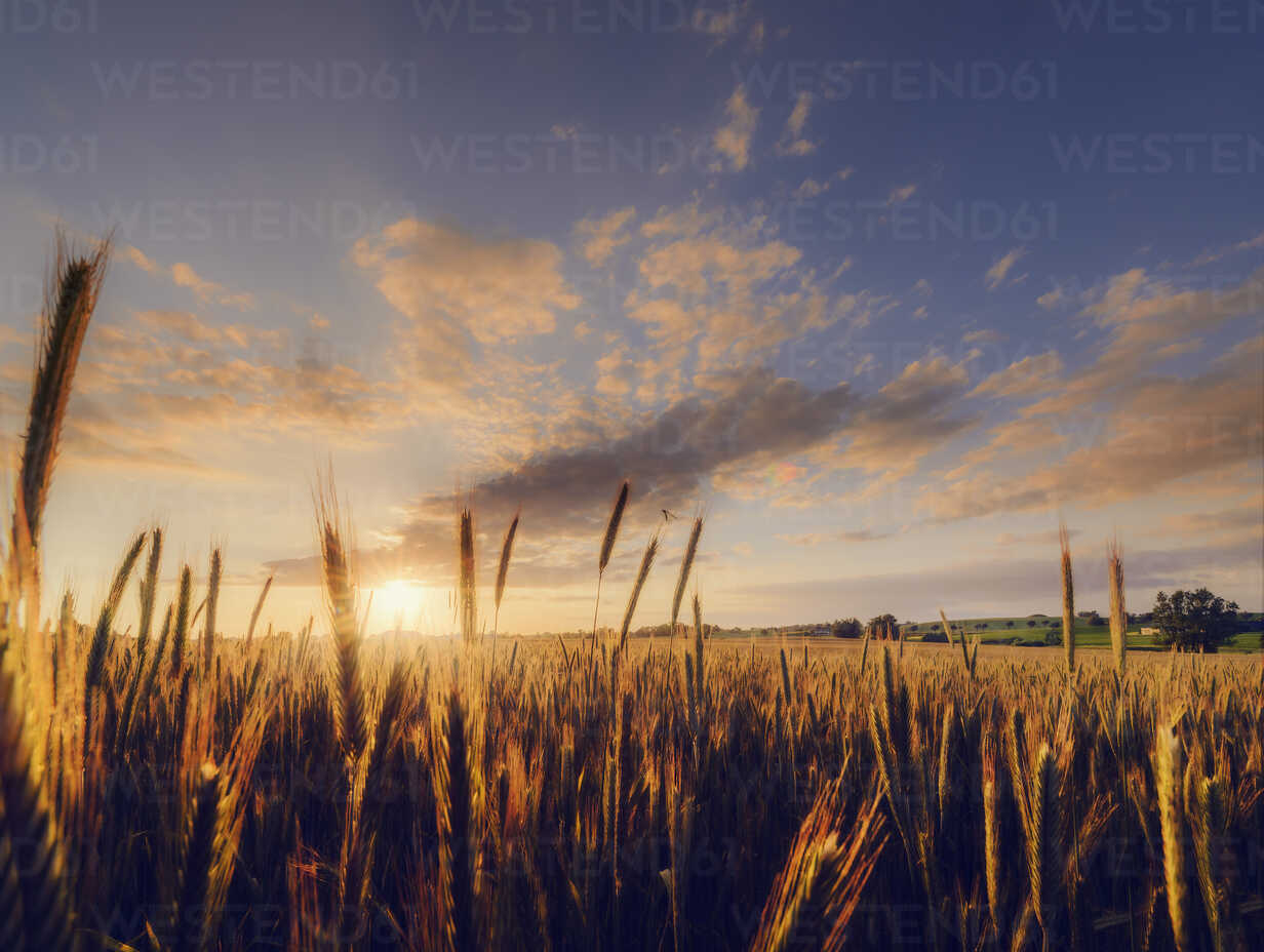 Wheat Field At Sunset In Sweden Stockphoto