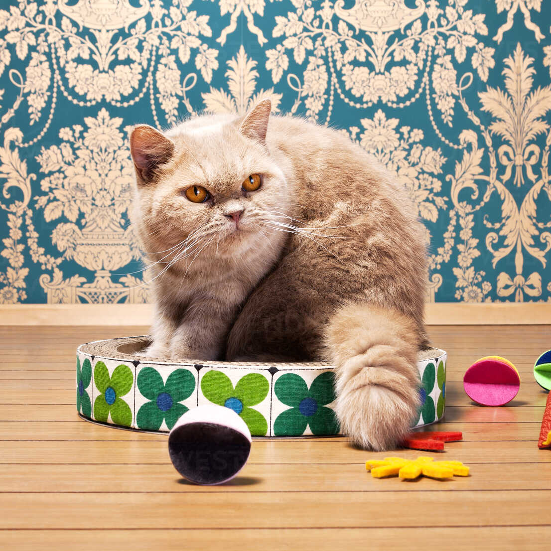 Exotic Shorthair Cat Looking Away While Sitting On Toy At Home Cavf Cavan Images Westend61