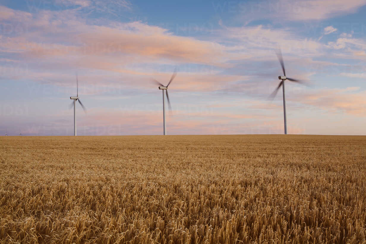 wind-turbines-at-dusk-in-a-field-of-summer-wheat-energy-production-MINF02373.jpg