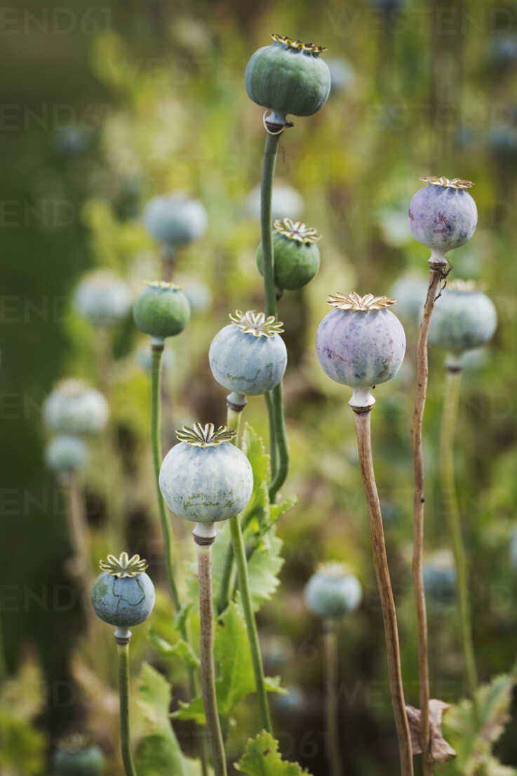 Close Up Of Poppy Seed Pods In A Garden Stockphoto