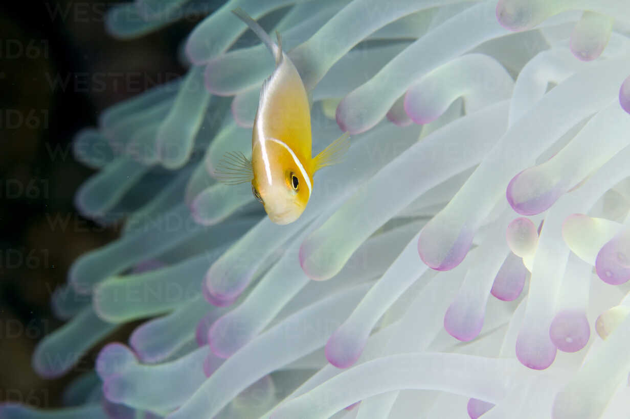 Pink Anemonefish Swimming Amidst Magnificent Sea Anemone Stockphoto
