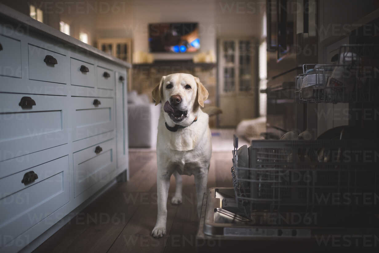 Portrait Of Labrador Retriever Sticking Out Tongue While Standing