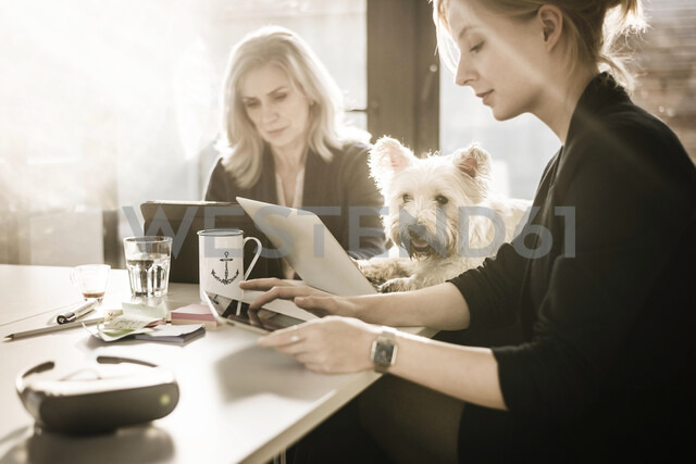 Colleagues Sitting At Desk Working Little Dog Watching