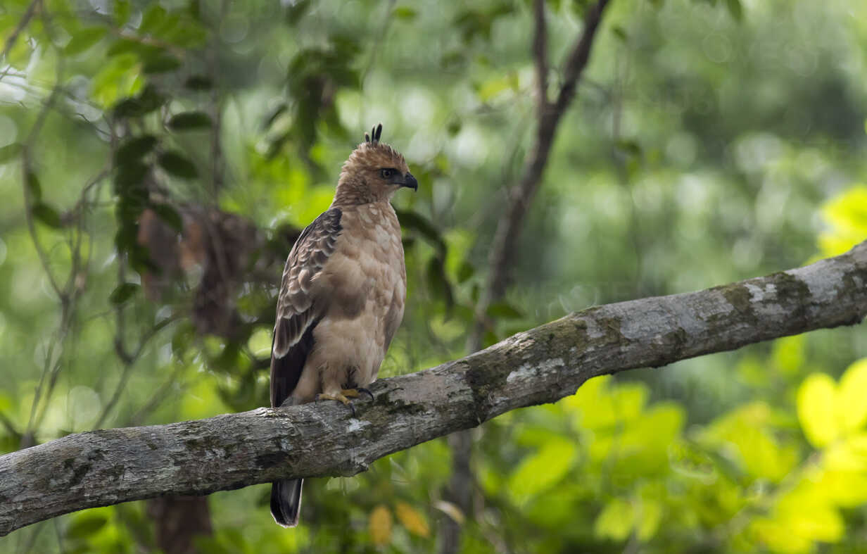 Malaysia Borneo Sepilok Sabah Wallace S Hawk Eagle Nisaetus Nanus Juvenil Zc Christian Zappel Westend61