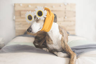 Portrait Of Greyhound Lying On Bed Wearing Novelty Glasses And Headband Stockphoto