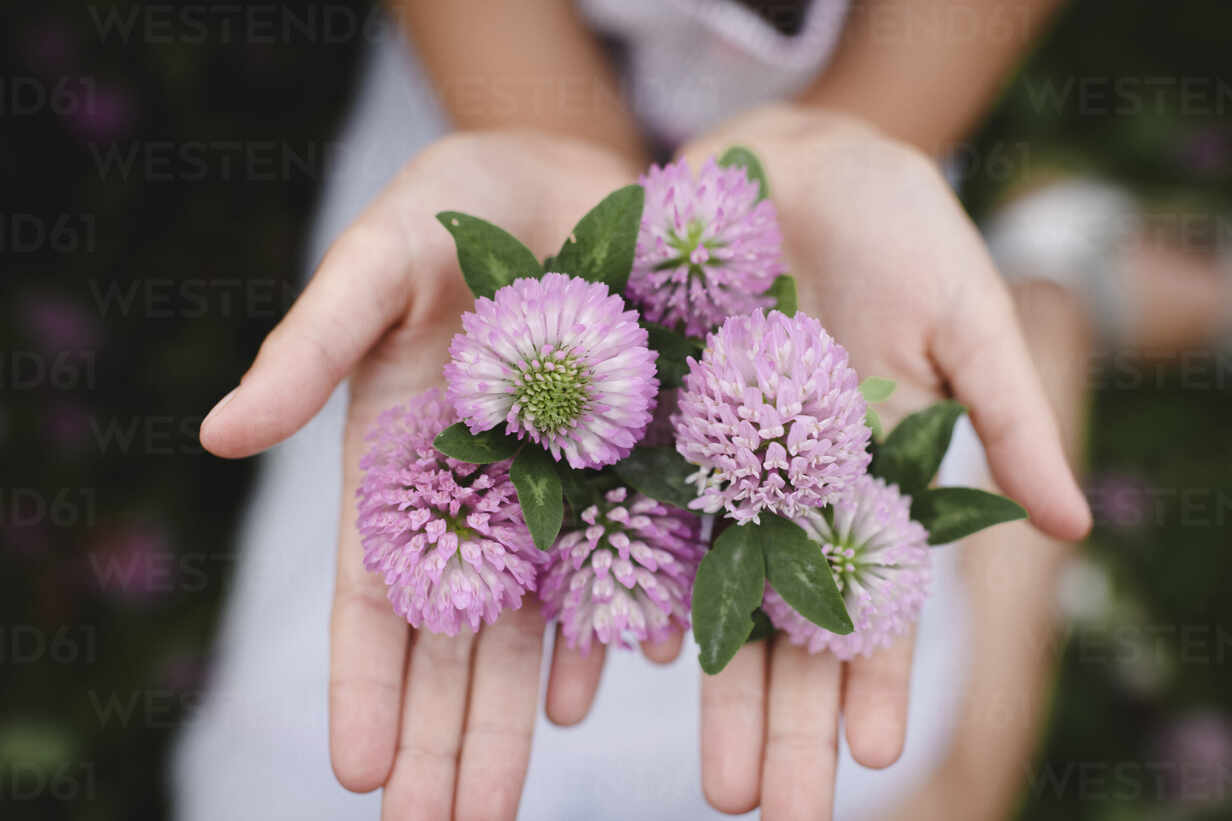 Girl S Hands With Clover Flowers Eyaf Ekaterina Yakunina Westend61