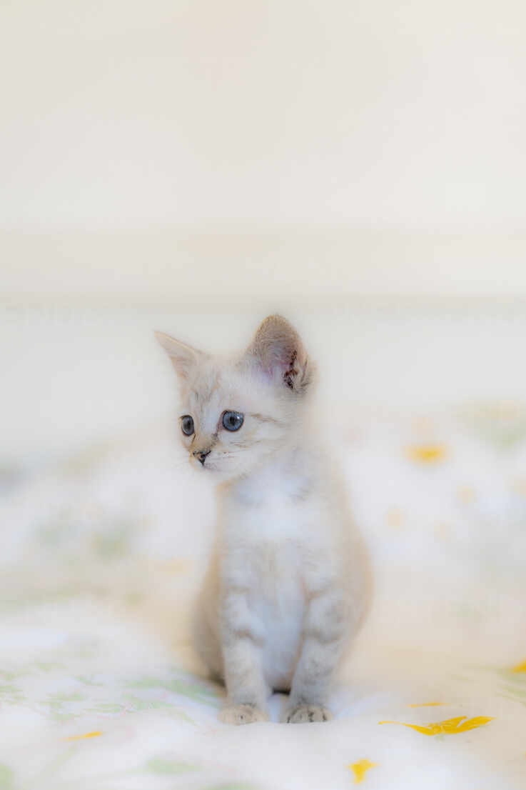 Cute Kitten Pictures File Cute Grey Kitten Wikimedia Commons