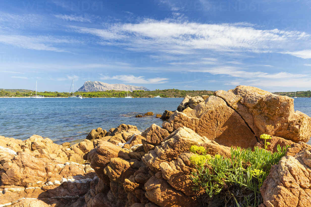 Wild Flower On The Red Rocks At Cala Brandinchi San Teodoro Olbia Tempio Province Sardinia Italy