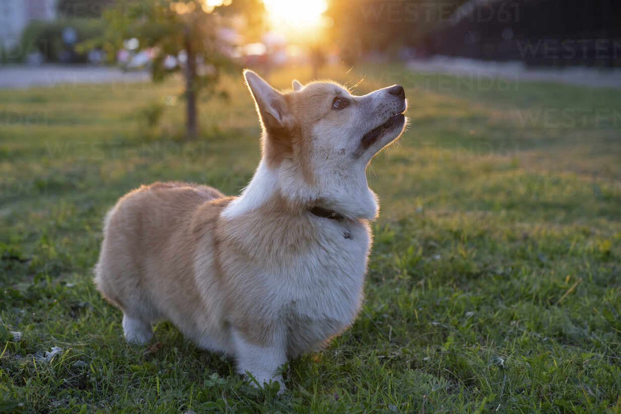 Portrait Of Pembroke Welsh Corgi On A Meadow At Backlight Stockphoto