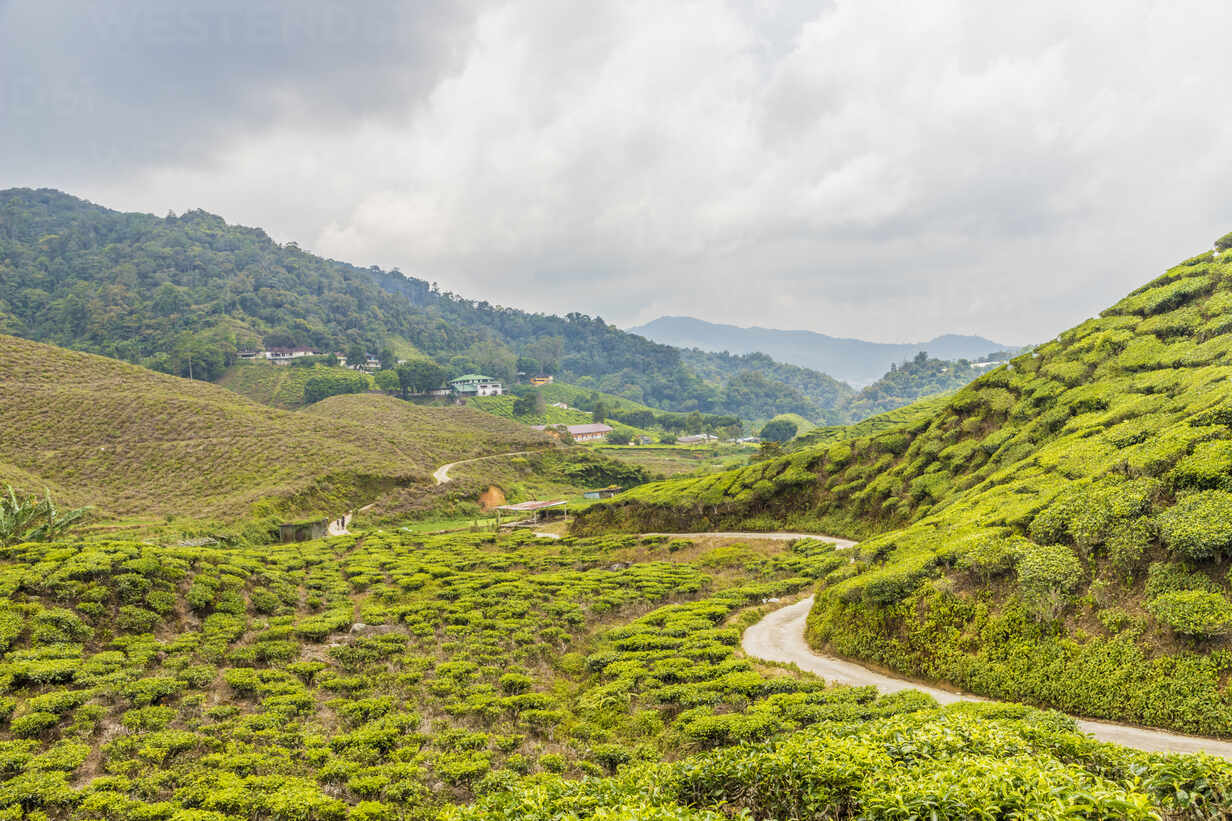 A Tea Plantation In Cameron Highlands Pahang Malaysia Southeast Asia Asia Stockphoto