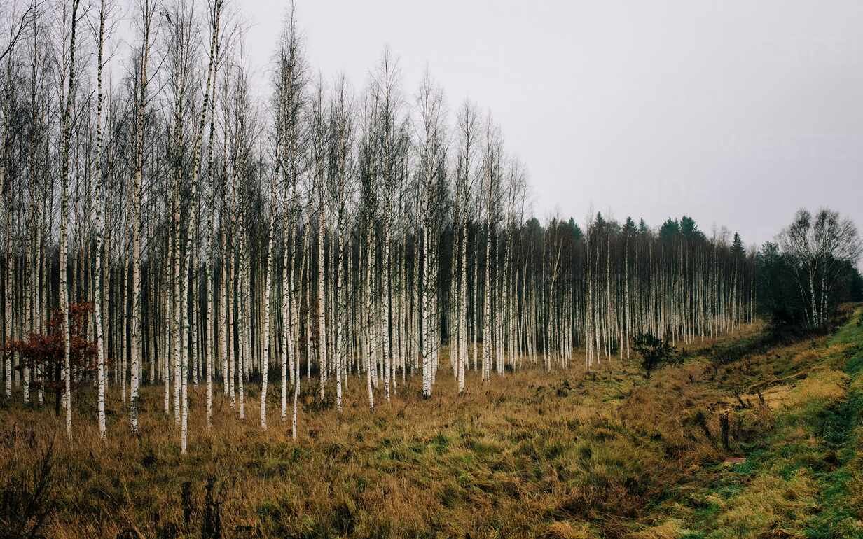 Forest Of Silver Birch Trees In Sweden Winter CAVF71950 Cavan.