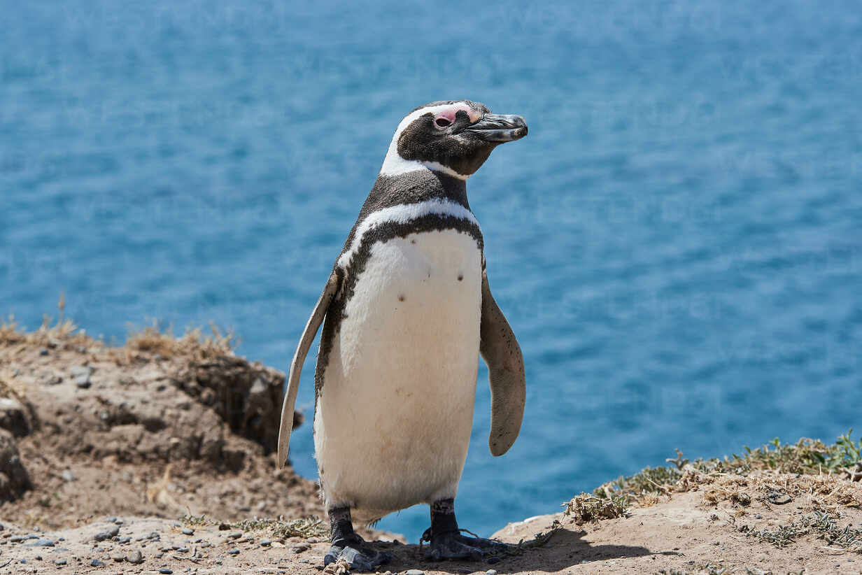 Penguin On Beach Of Patagonia Argentina Stockphoto