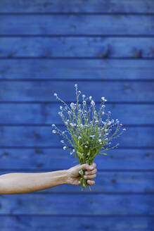 Close Up Of Hand Holding Bunch Of Forget Me Not Stockphoto