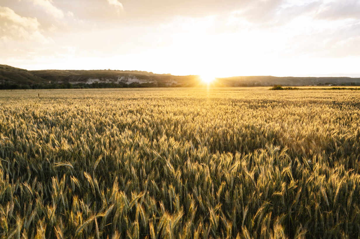 Idyllic Shot Of Wheat Field Against Sky During Sunset Stockphoto