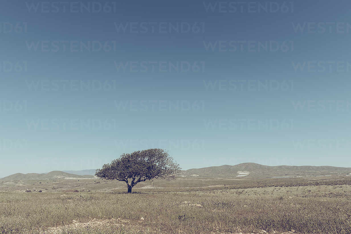 Beautiful Large Tree Growing On Vast Prairie Plains With Distant Mountains On Background On Sunny Summer