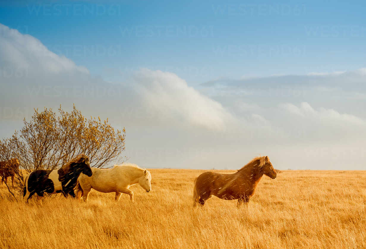 Herd Of Beautiful Horses Pasturing In Remote And Wild Golden Field On Background Of Blue Sky
