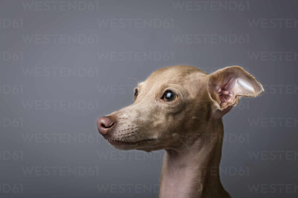 Studio Portrait Of Little Italian Greyhound Dog Friendly And Fun Stockphoto