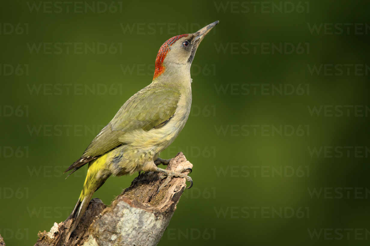 Side View Of Closeup Wild Green Woodpecker Sitting On Tree Branch On Blurred Background Stockphoto