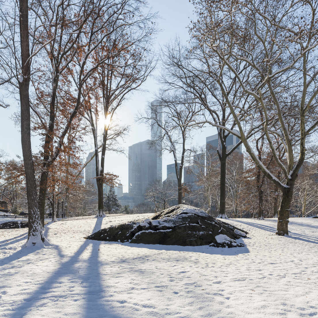 Usa New York New York City Bare Trees And Rock Covered With Snow In Central Park