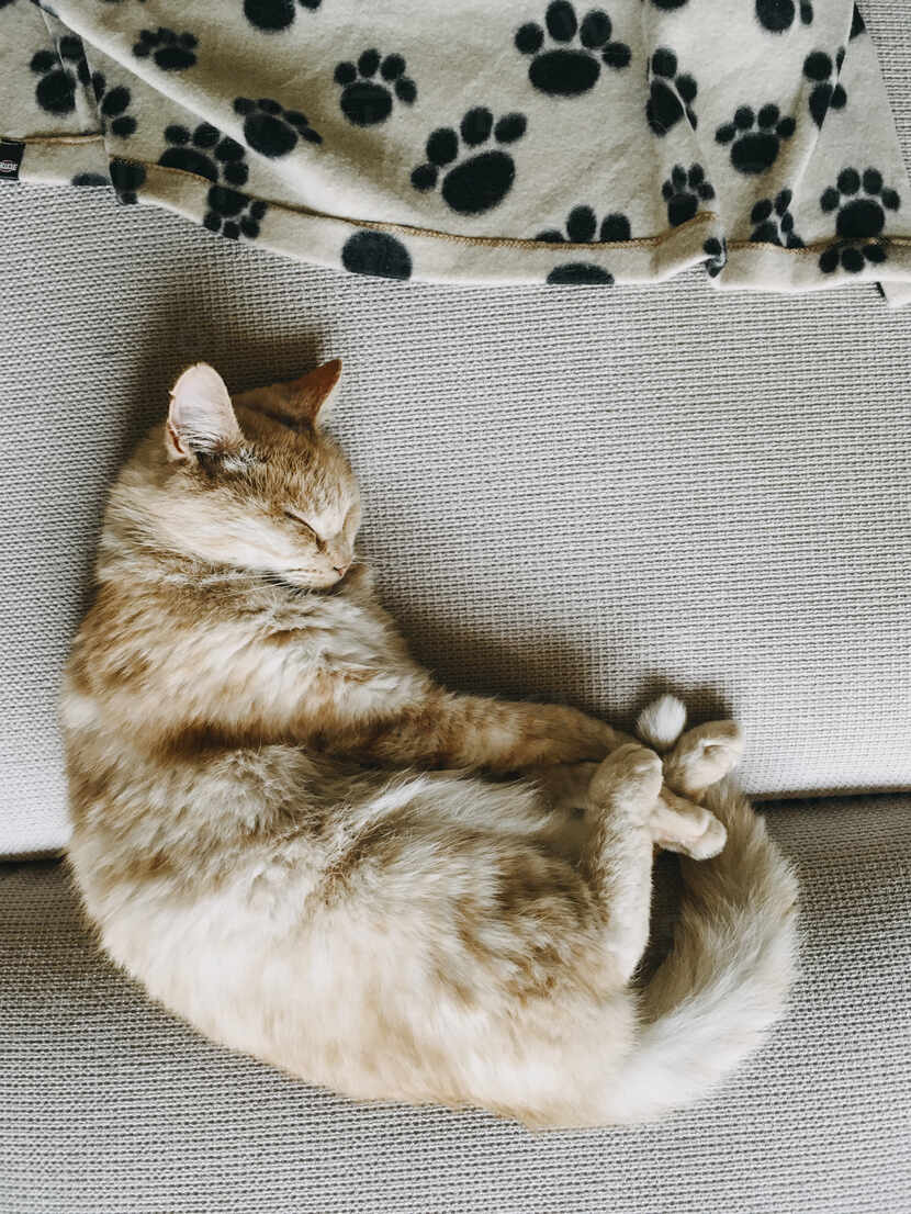 Cute Brown Cat Sleeping On Sofa Stockphoto