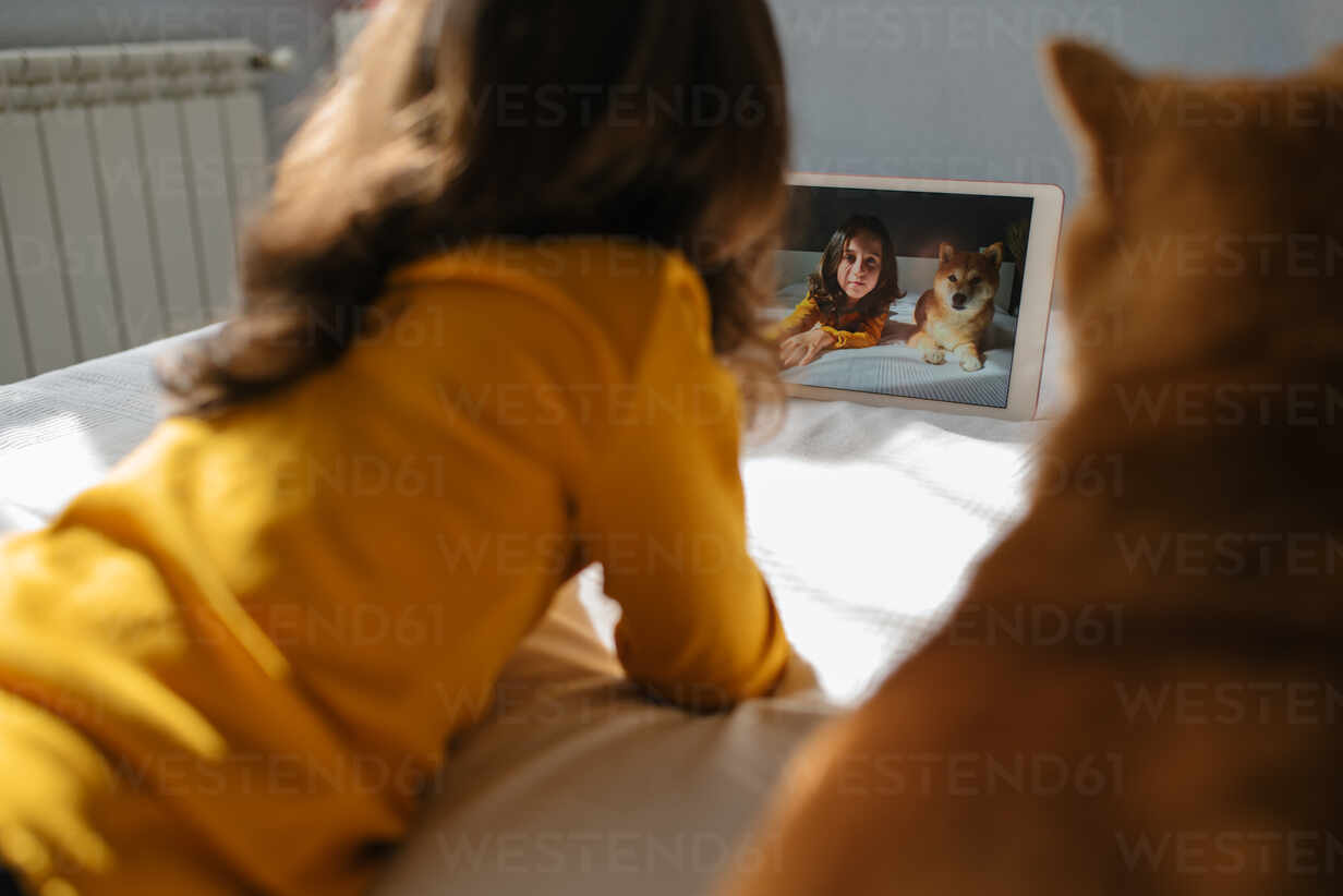 Back View Of Little Girl Lying On Bed With Cute Shiba Inu Dog And Taking Selfie