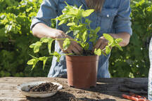 Mid Adult Woman In Denim Dress Transplanting Peppermint In Potted Plant In Garden Stockphoto