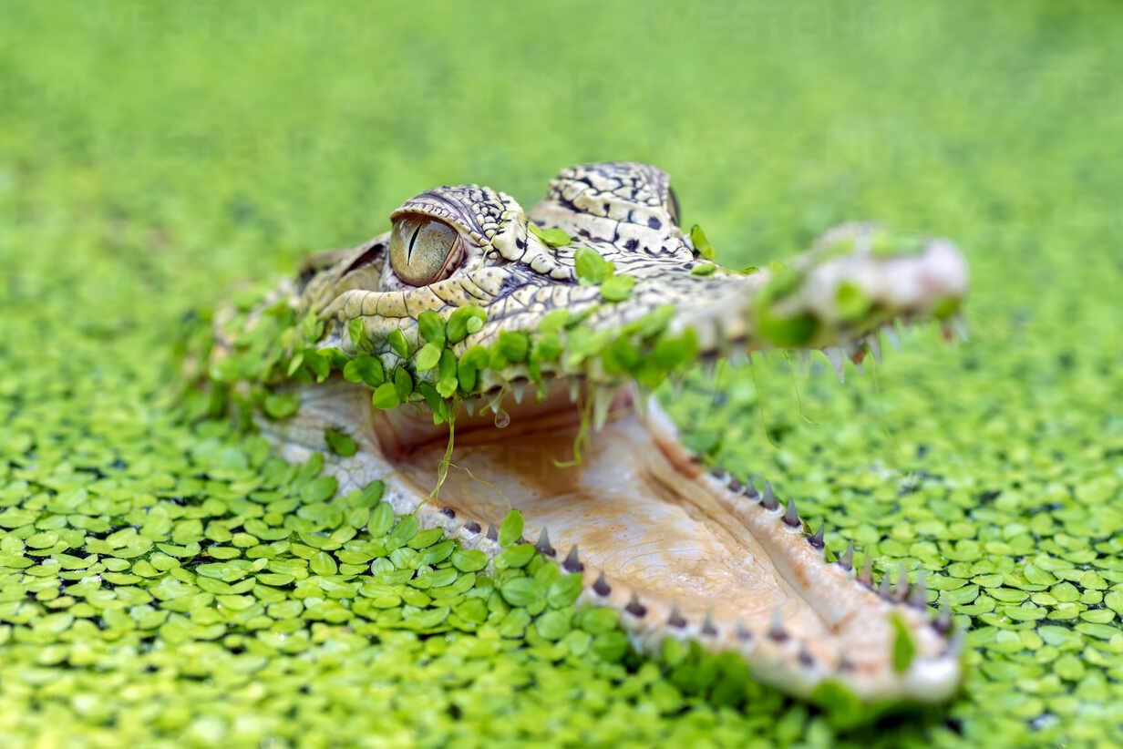 Close Up Of A Crocodile Head Stockphoto