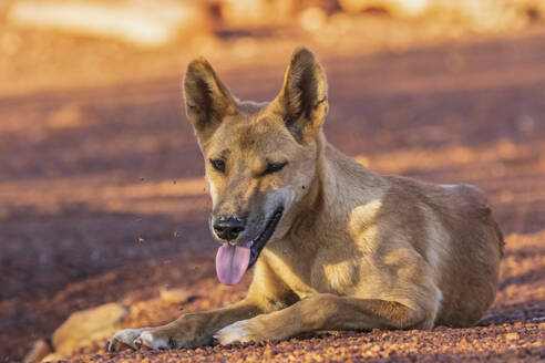Portrait Of Lone Dingo Canis Lupus Dingo Walking Outdoors In Uluru Kata Tjuta National Park Stockphoto