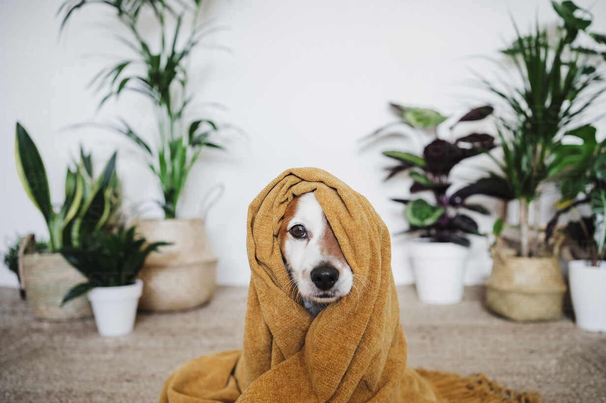 Playful Dog Covered In Blanket Sitting At Home EBBF02537 Eva Blanco Westend61