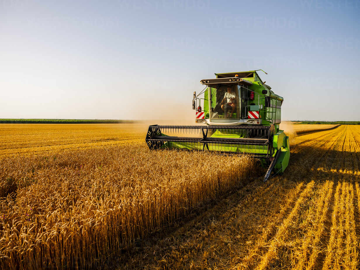 Combine harvesting field of wheat Stockphoto