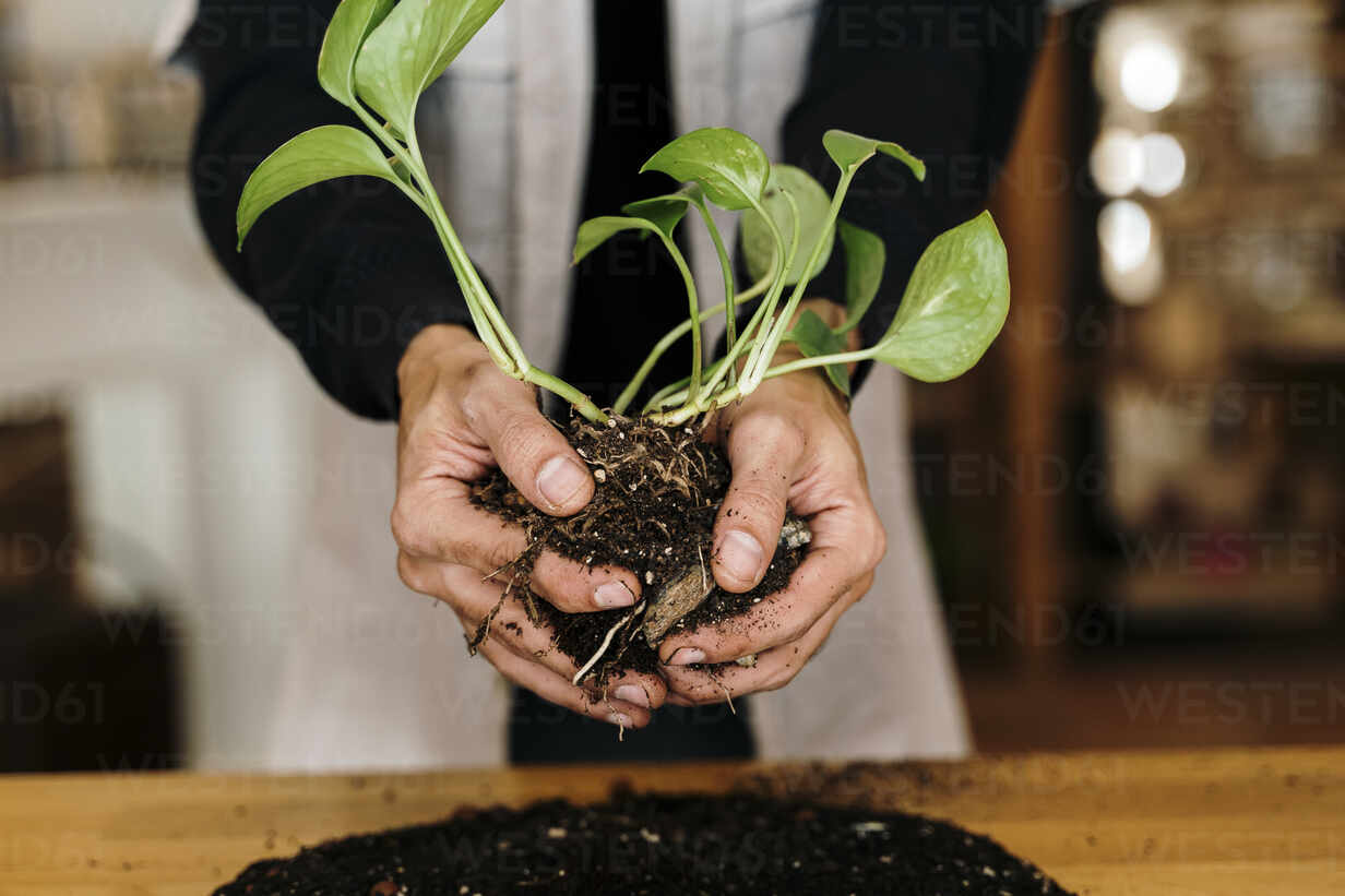 Hands Of Man Making Kokedama Plant At Home Stockphoto