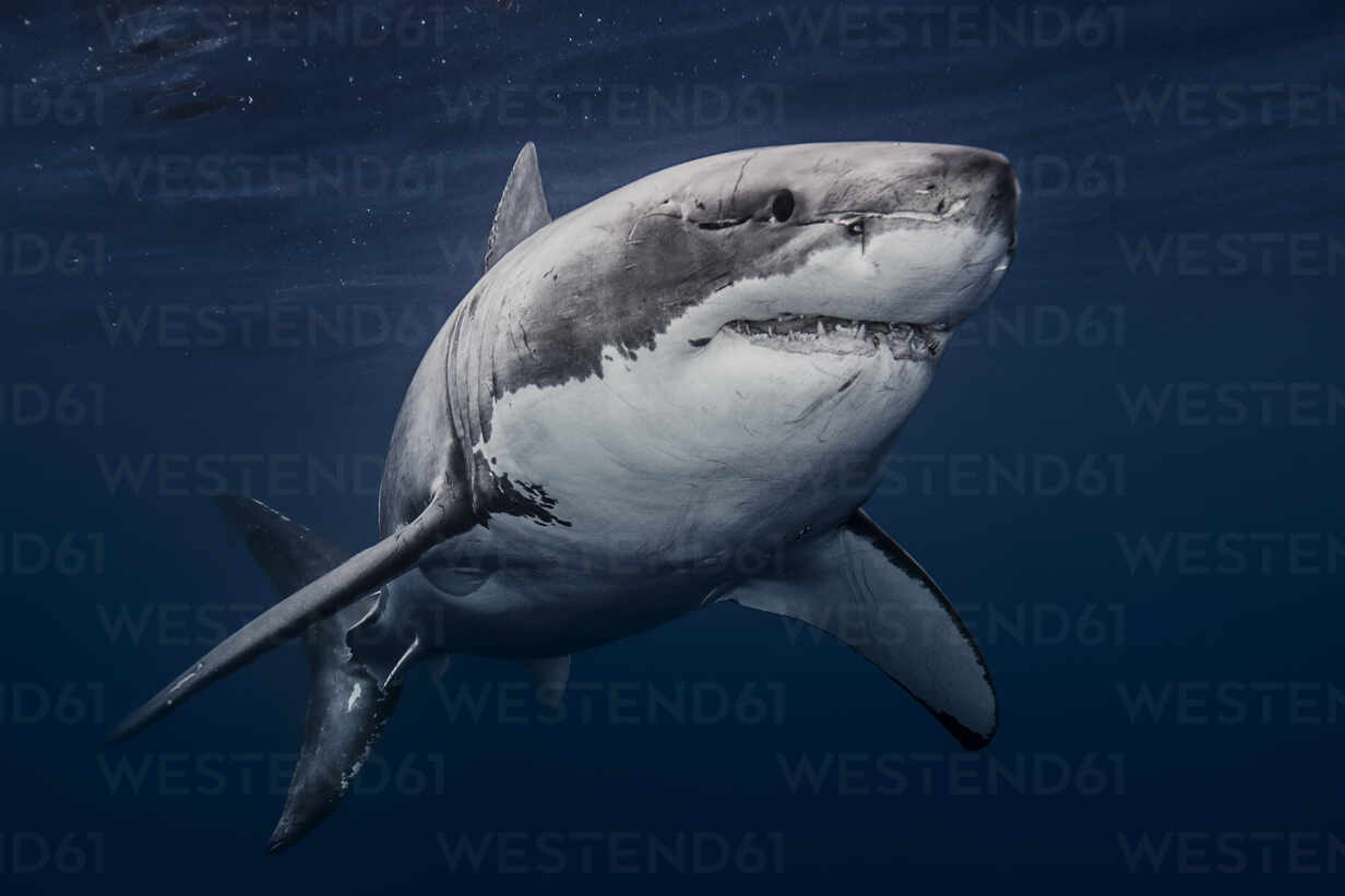 Mexico Guadalupe Island Great White Shark Underwater Stockphoto